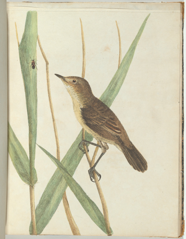 John Lewin 'Reed warbler' - National Gallery of Australia